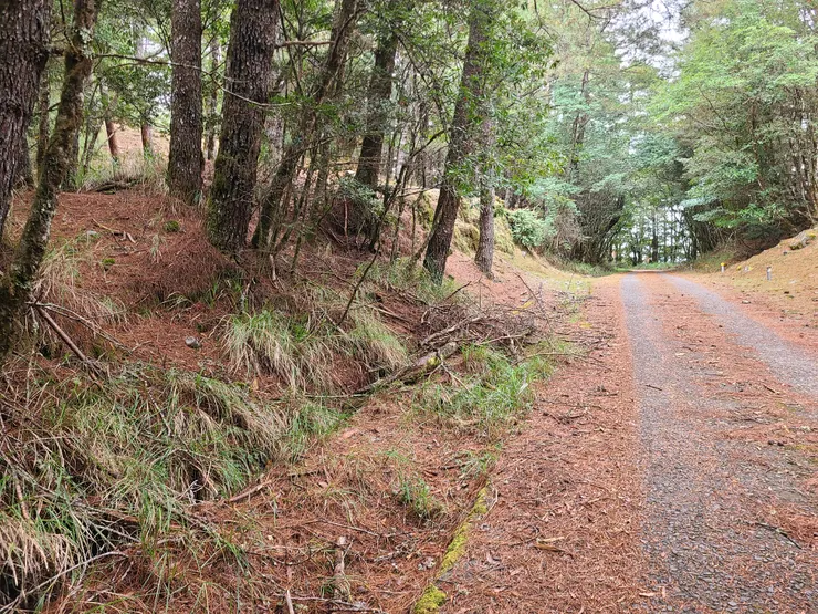 切出來走道路，走一小段後發現有小平台可上切接稜線