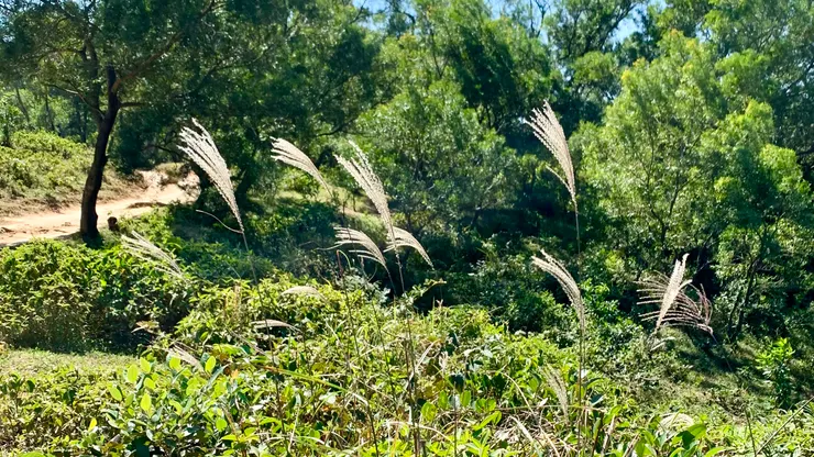 運氣好還能看到遍山芒草 (攝於2020年)