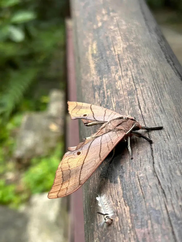 難得捕捉到成蝶與毛毛蟲同框