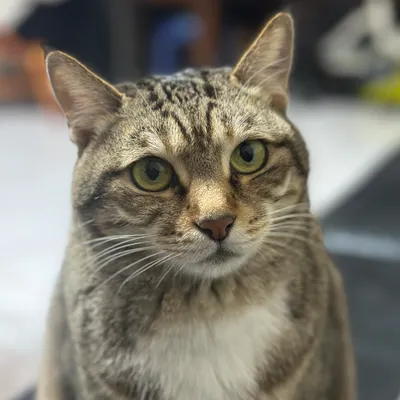 蘋果醋｜一點酸，一點甜