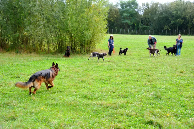 【主人談笑群狗奔逐不知誰蹓誰！久而久之，來大公園蹓的人與狗都打成一片，成為好朋友。】