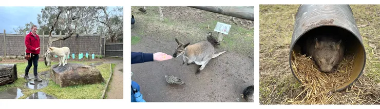 11:00 表演、體驗餵袋鼠、袋熊