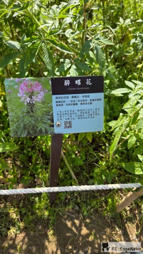 醉蝶花