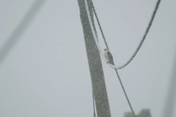 一直抬頭閉著眼，在享受什麽嗎？