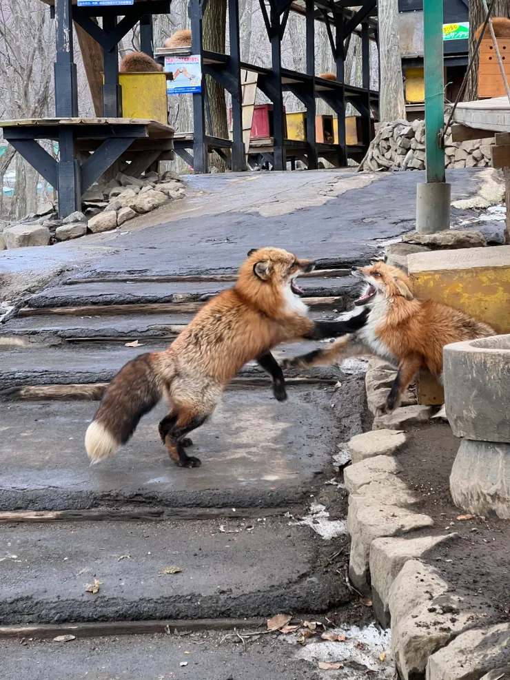 互相確認地位的狐狸