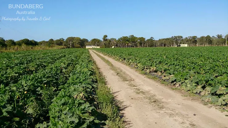 Bundaberg 很大片的櫛瓜農場 (眾多工作地點的其中一個)，上廁所要走好遠啊~~