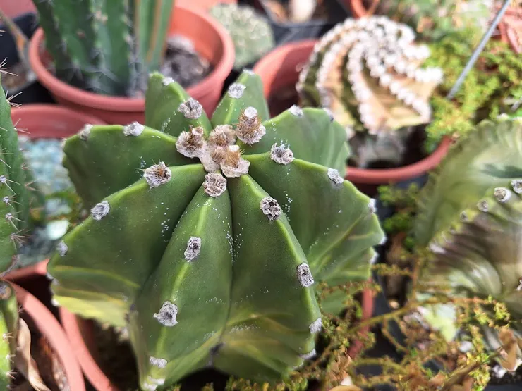 般若鸞鳳玉母本