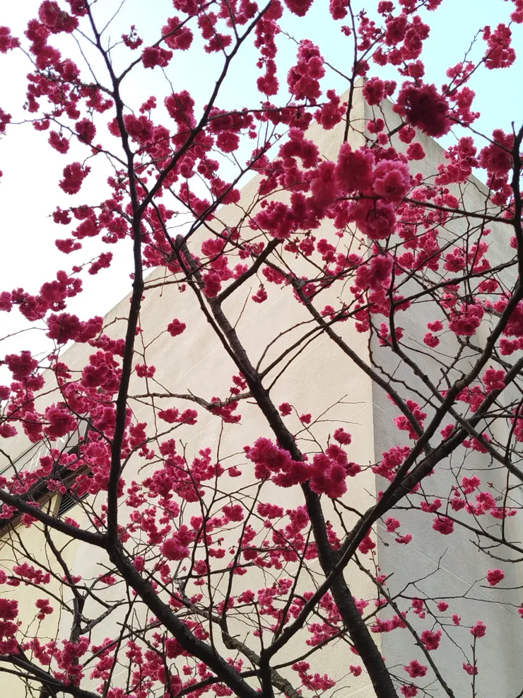 林口三井購物中心走道上的櫻花。