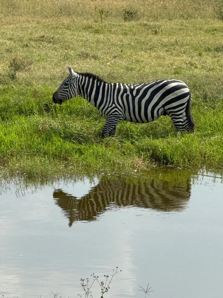 斑馬在旁邊跟我們吃飯～而且不像六xx 可能因爲環境真的很自然 不太有奇怪的味道