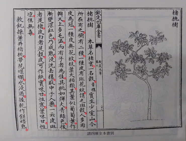 《救荒本草》把構樹果實稱為楮桃