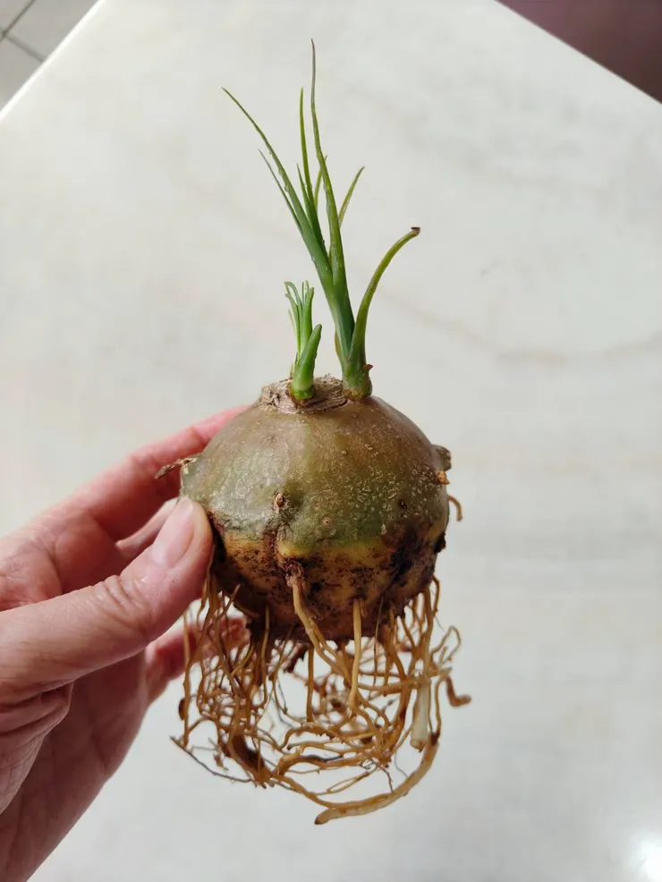 我把萬年老妖黑硬泥土都去除了