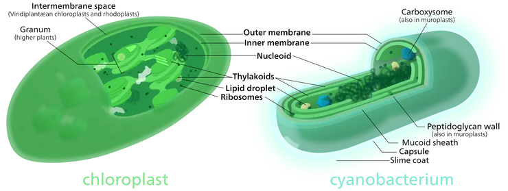 葉綠體（左）與藍綠菌（右）。圖片取自維基百科。