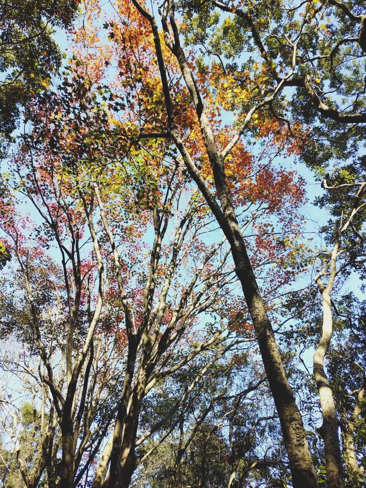 今年第一次的賞楓，有綠葉紅楓和在陽光不同角度的照射下看起來色彩繽紛的樹葉