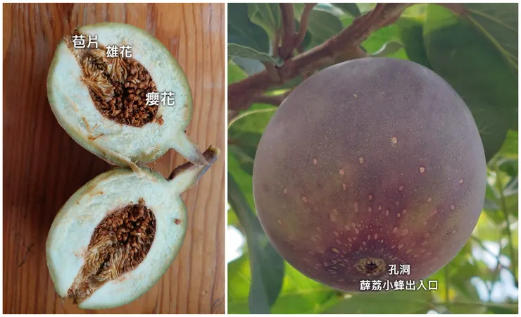 這顆看起來很紅的成熟果子真會讓人誤以為是雌果，摘下一捏有點軟軟的，剖開一看還是雄果。