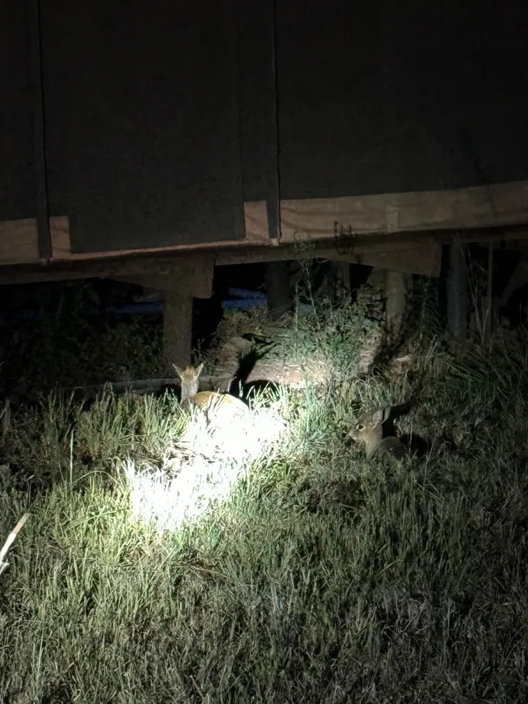 躲在帳篷架高的地板下方準備睡覺的犬羚