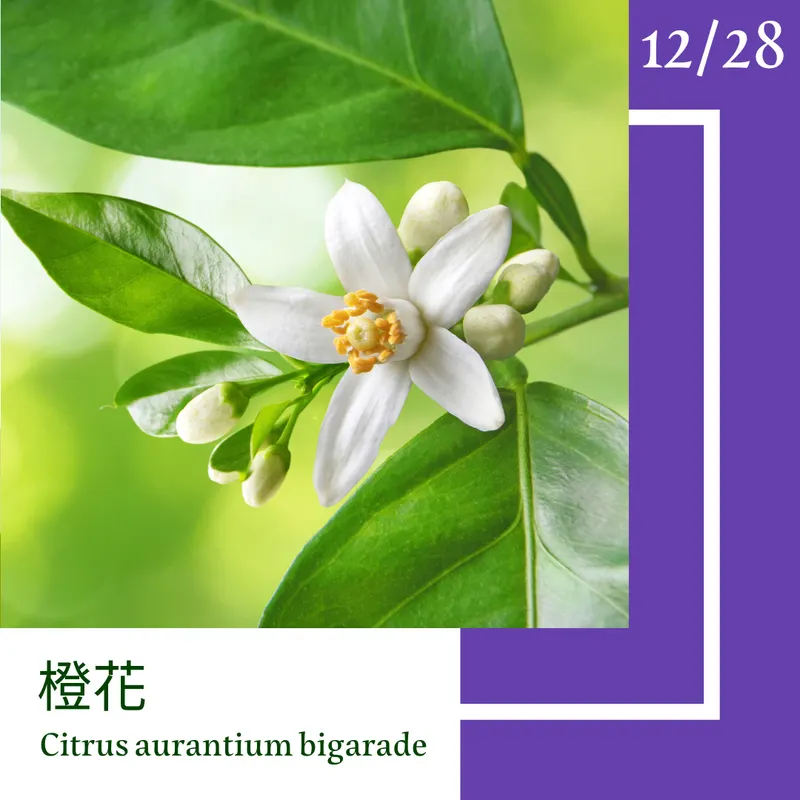12月28日-『一日一花．一色』-橙花．菖蒲色