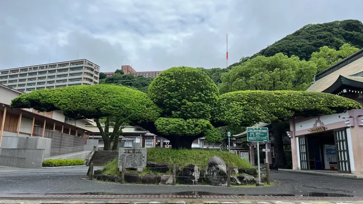 停車場旁的山茱萸樹非常雄偉