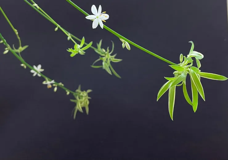 爸爸!我想您了~