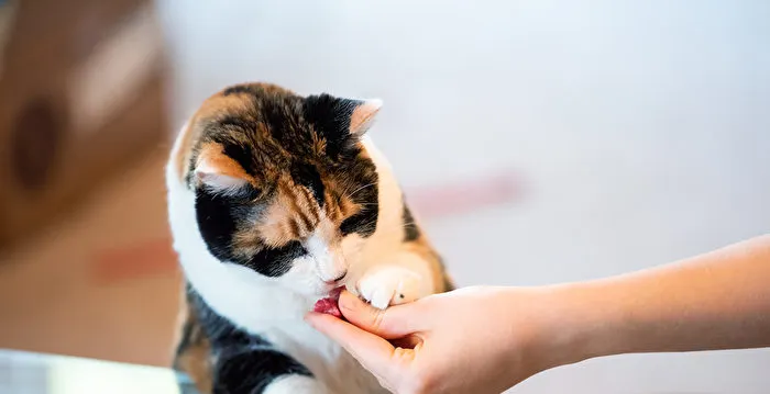 用零食來訓練貓咪可以有效改善貓咪咬人行為 ,並且增加貓咪互動感