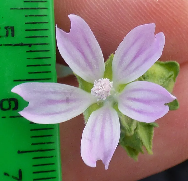 多花錦葵。By Meteorquake - Own work, CC BY 4.0