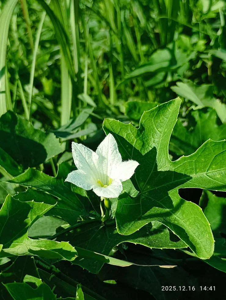 花幽獨，茅瓜的花
