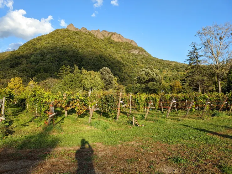 每排都是不同品種的葡萄