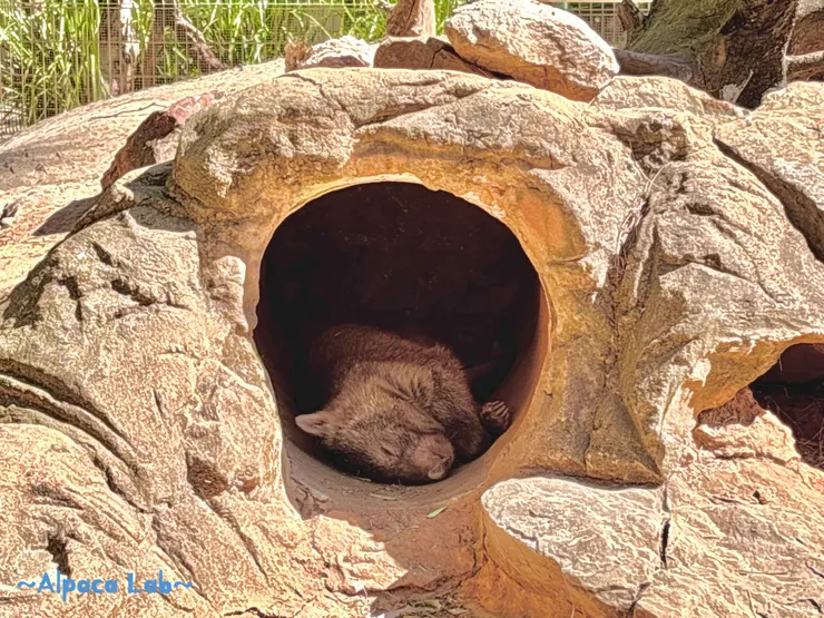 25/12/02，雪梨 Featherdale wildlife park，這不是慢，是已經失去野性了XD，直接睡翻