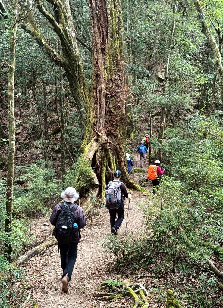 接下來前往稍萊山的路段就比較好走，不過還是要上下好幾個山頭