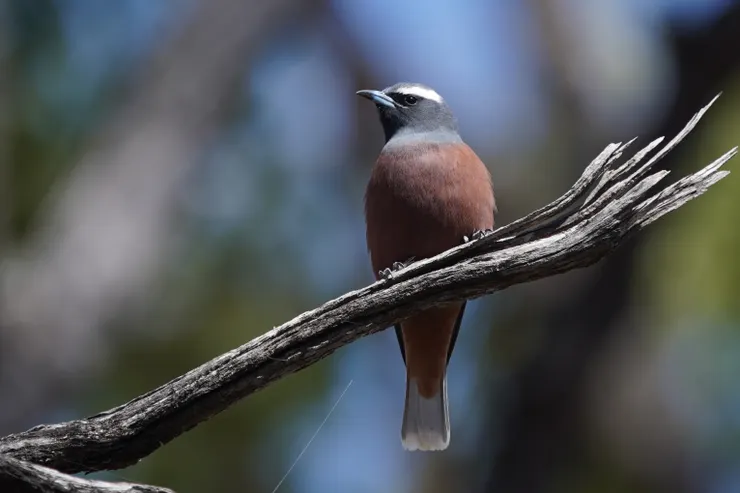 White-browed Woodswallow