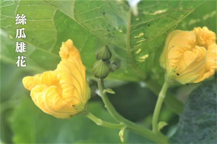 雄花除了沒有小絲瓜蒂連，還經常有一些小花苞，它的花蕊也較為纖細。(圖片是即將枯萎的雄花)