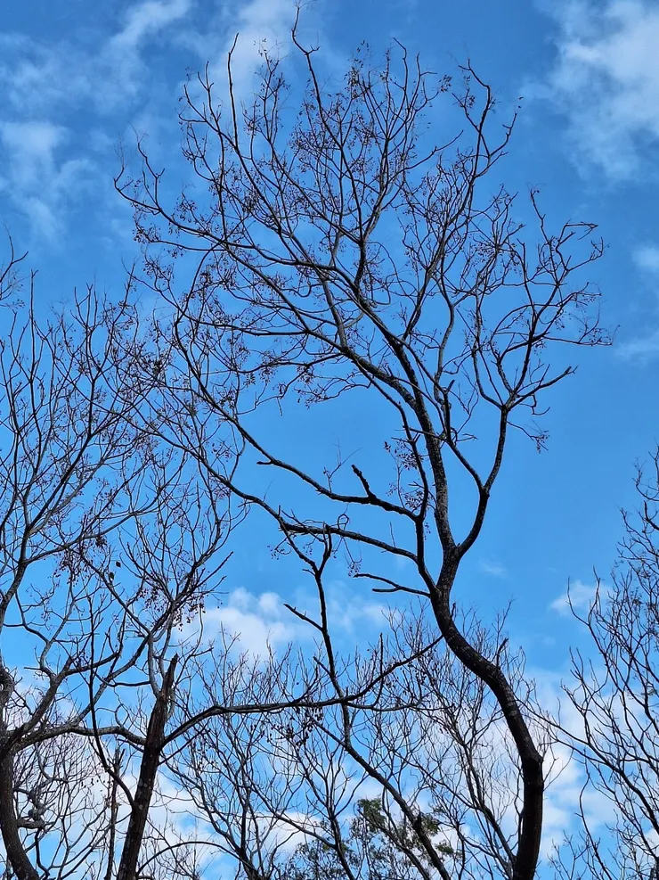 徵收邑爸手機拍出來的照片