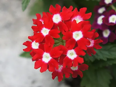 src