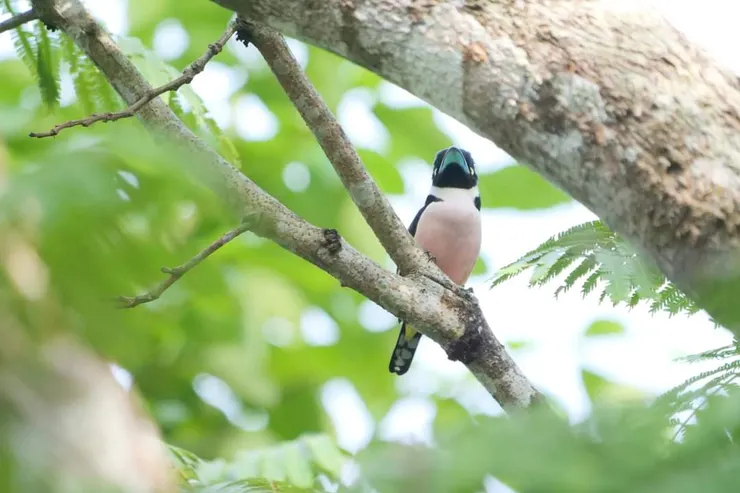 肚子的粉紅色也很好看