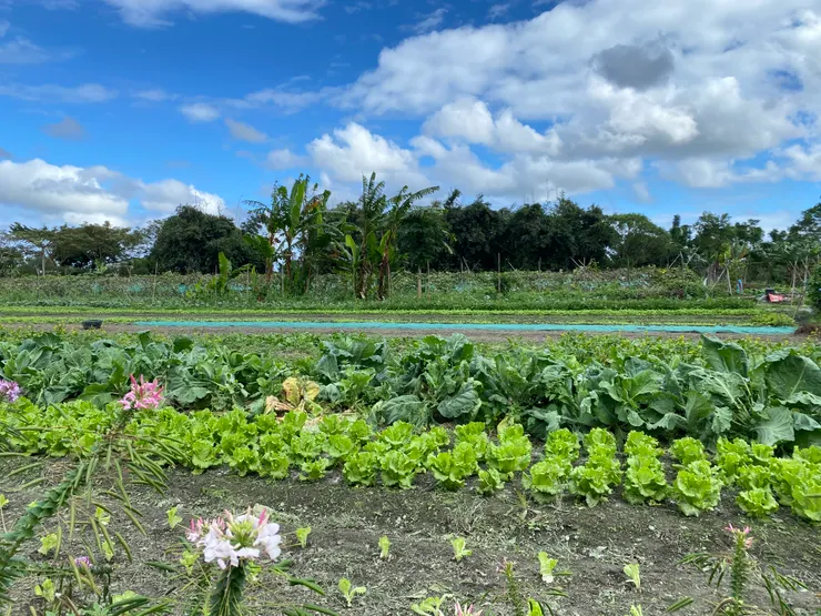 吉安鄉太昌村農田