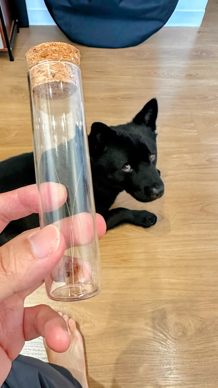 這個玻璃瓶中有過世的阿吉鬍鬚，小彬鬍鬚跟小龜的甲殼掉落片，阿吉的太珍貴捨不得用，所以先拿小彬的吧!