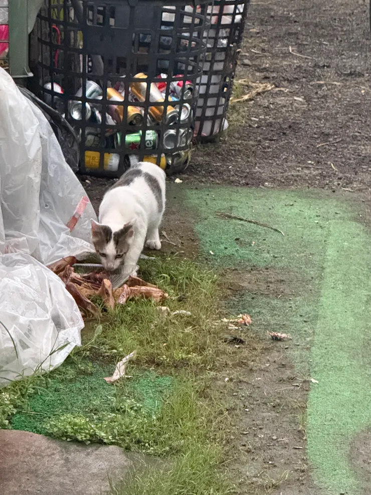 2025/10/10 吃晚餐看到的貓貓