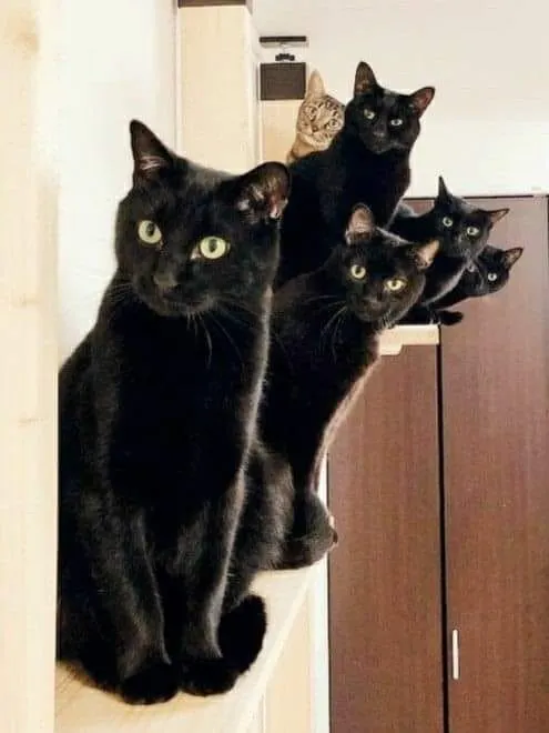 報告：有間諜混進來了！