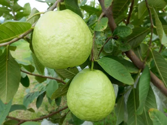 清脆爽口的芭樂