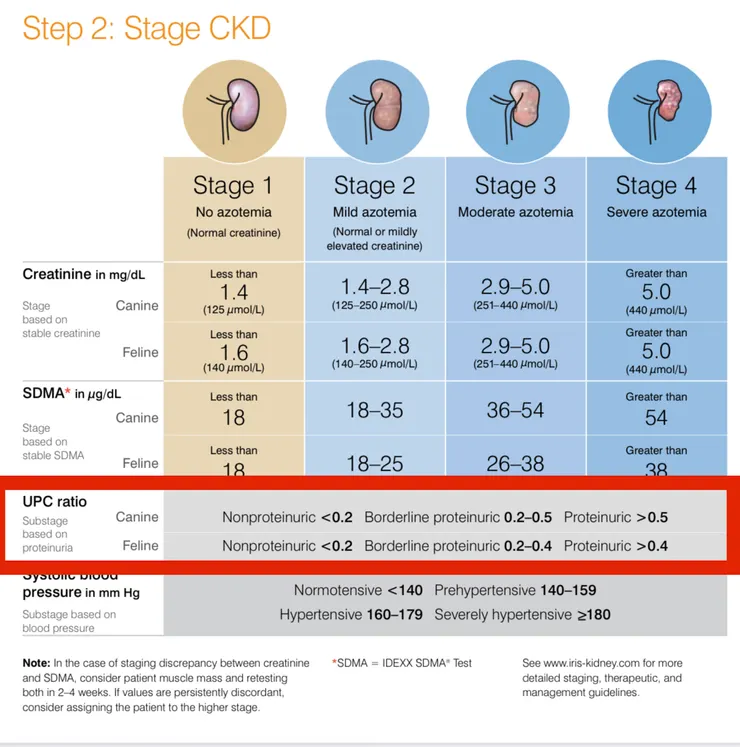 國際腎臟權益組織iris 中尿蛋白的次分期