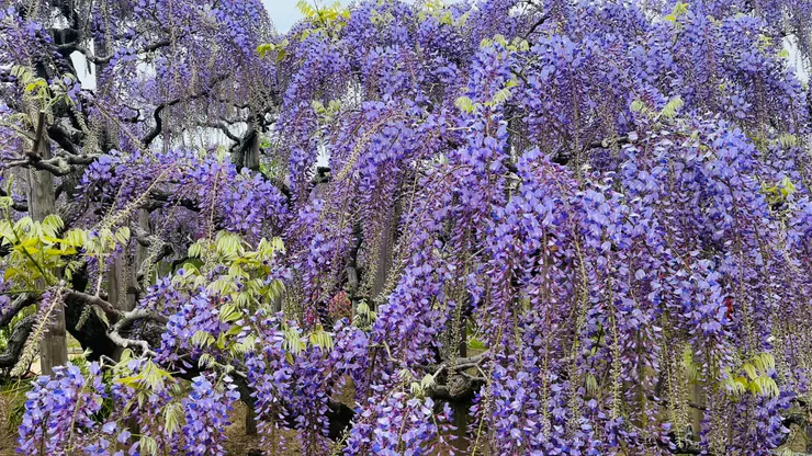 雖然都是紫色,但完全不同程度。