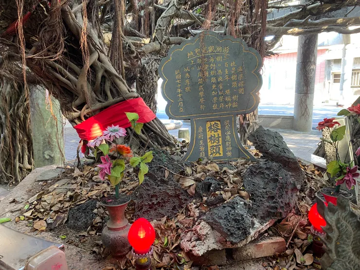 老榕樹的根已經死亡