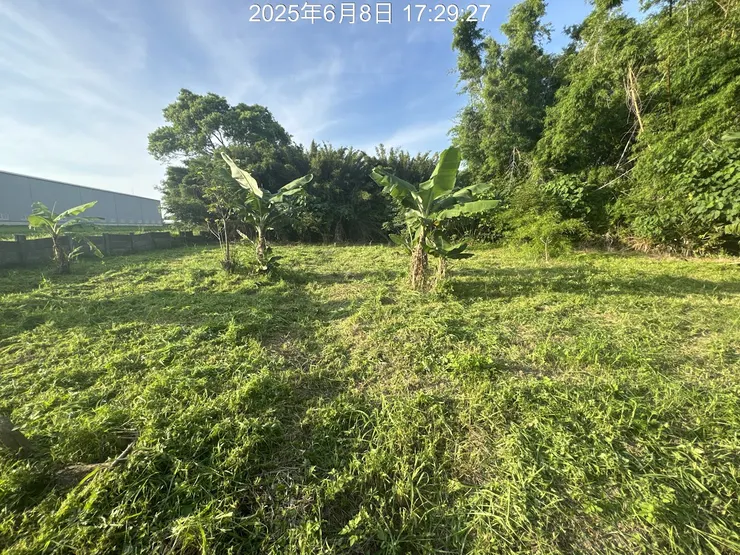 除草後的農田