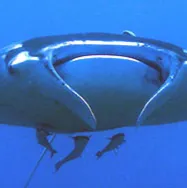 Accentor 的攝影日誌