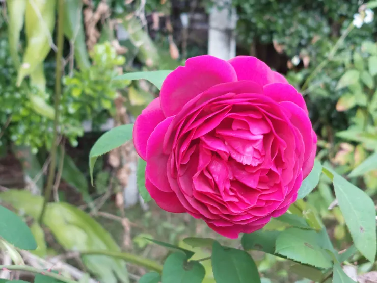 「黑影夫人」（The Dark Lady），由英國大衛．奧斯汀（David Austin），于1991年發布