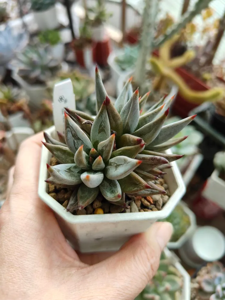 特別吧；美吧，喜歡黑色系多肉的一定愛