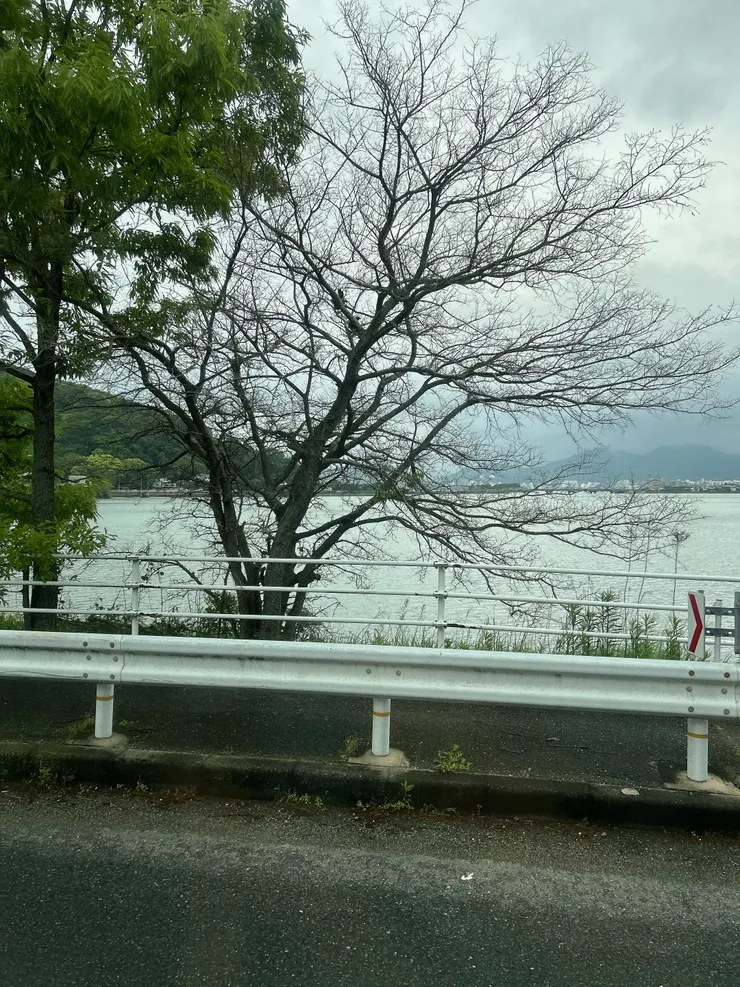 途中一景。一直都相當喜歡這種枯枝的景色，別具美感。