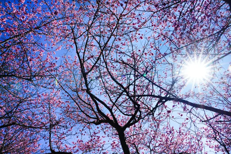 據說今年2020花況不比去年