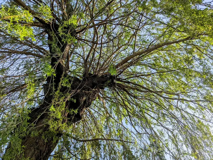 2025/04/04 清明:住家巷口一戶人家後院,有參天柳樹一棵,每次外出散步必經過。節氣之始,以汝為證。