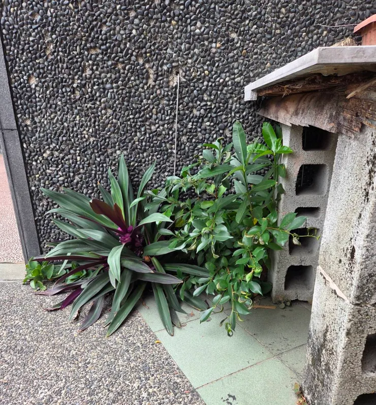 牆縫植物(李建崑攝影)