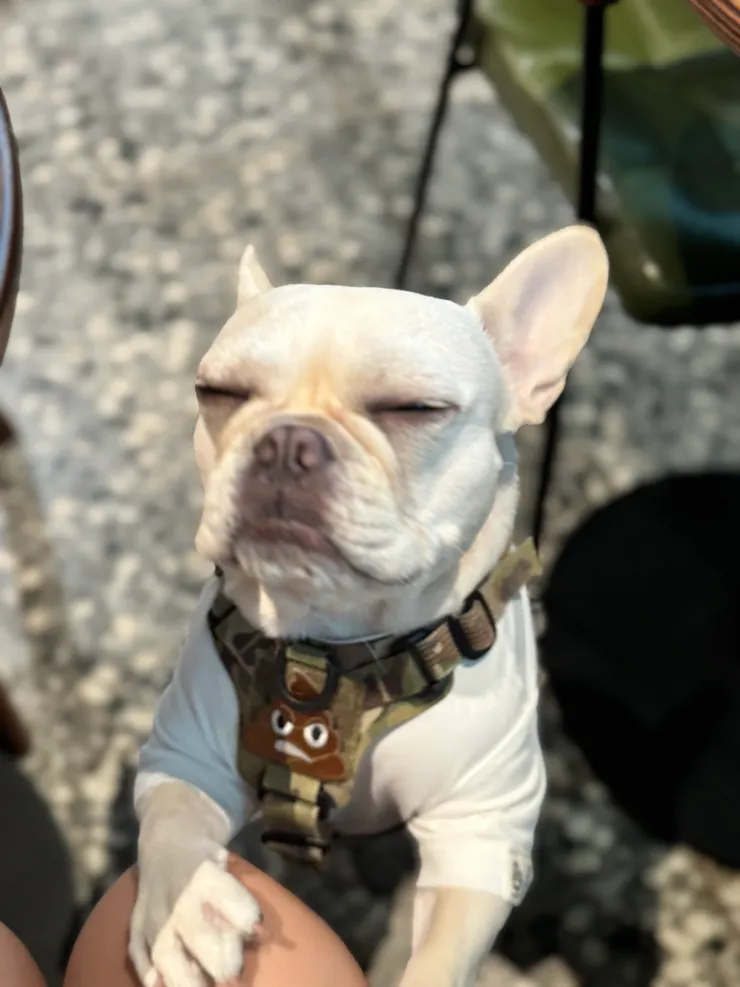 奇諾嗨到站起來,不過牠的脊椎不好,建議蹲下來和牠玩會比較好